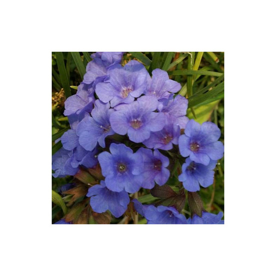 Pulmonaire blue ensign godet - 5/20 cm