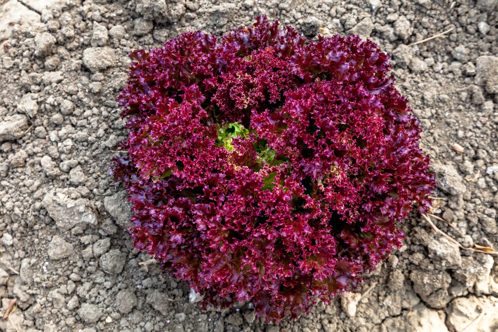 Sachet de graines de laitue à couper lollo rossa - sachet de 3 grammes - petite entreprise française - made in france