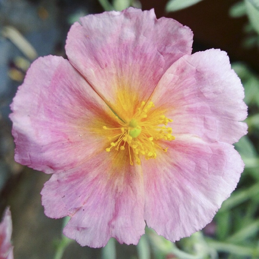 Hélianthème 'rhodanthe carneum wisley pink' godet de 8/9 cm