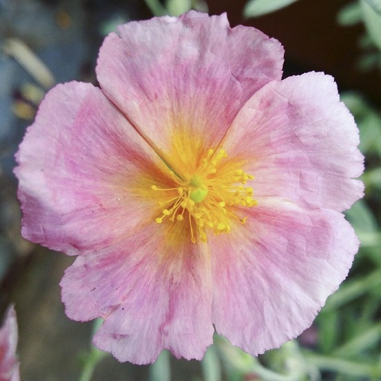Hélianthème 'rhodanthe carneum wisley pink' godet de 8/9 cm