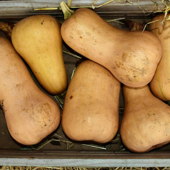 Plant de courge butternut zenith hf1 godet
