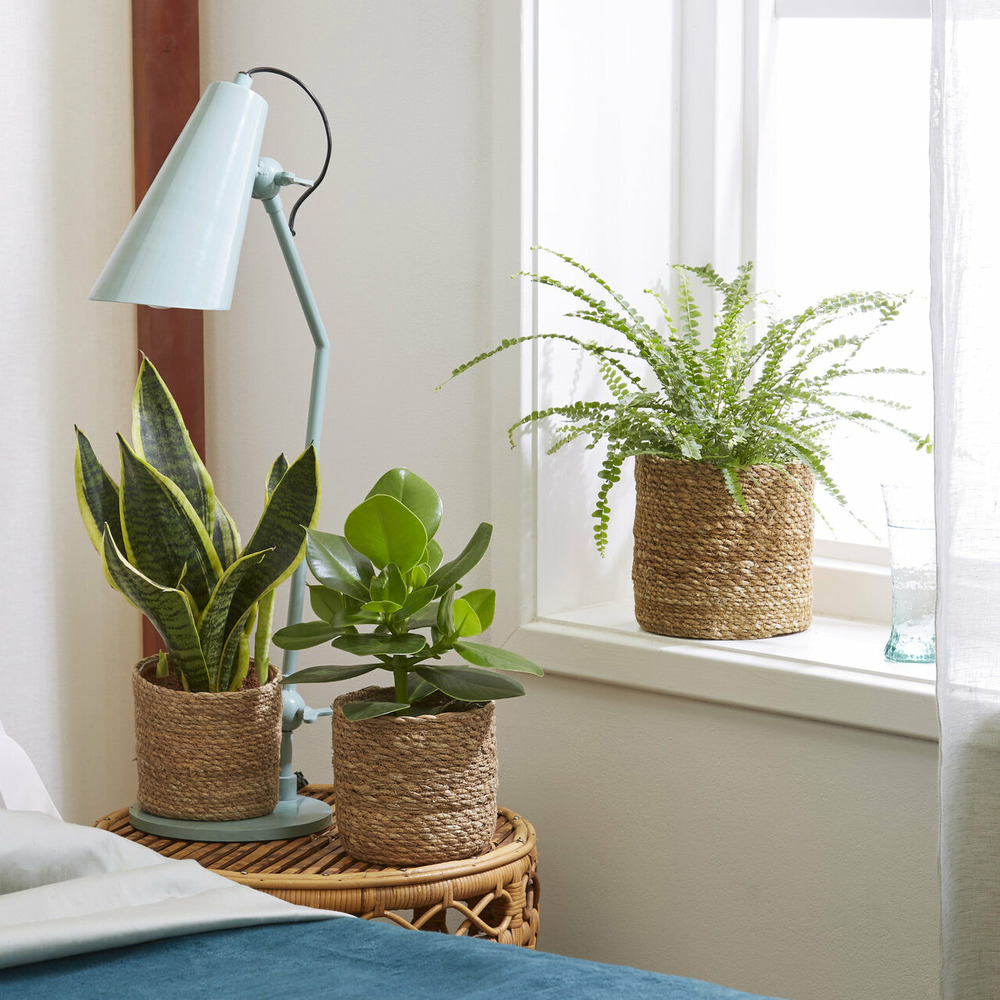 Collection de 3 plantes vertes pour petit espace - les 3 pots / ø 12cm / hauteur livrée 20-40cm