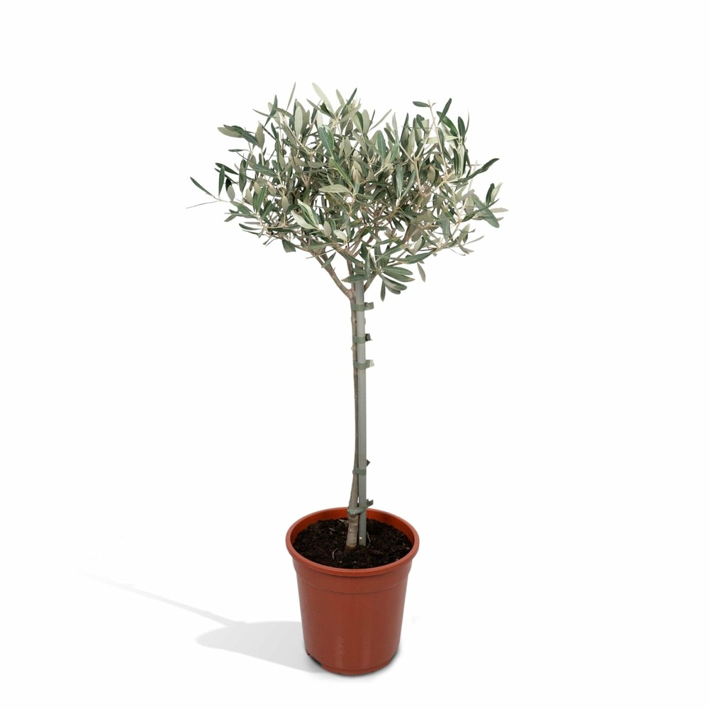 Olivier (olea europaea) 'olea europaea'