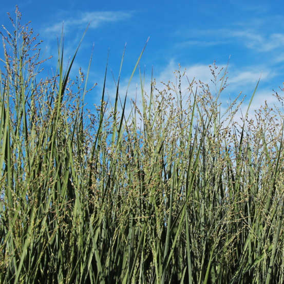 Panic érigé prairie sky - panicum virgatum prairie sky 80/100 cm pot 23cm