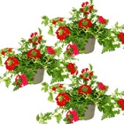 Suspension verveine - verveine - pot 12cm - set de 3 plantes - rouge