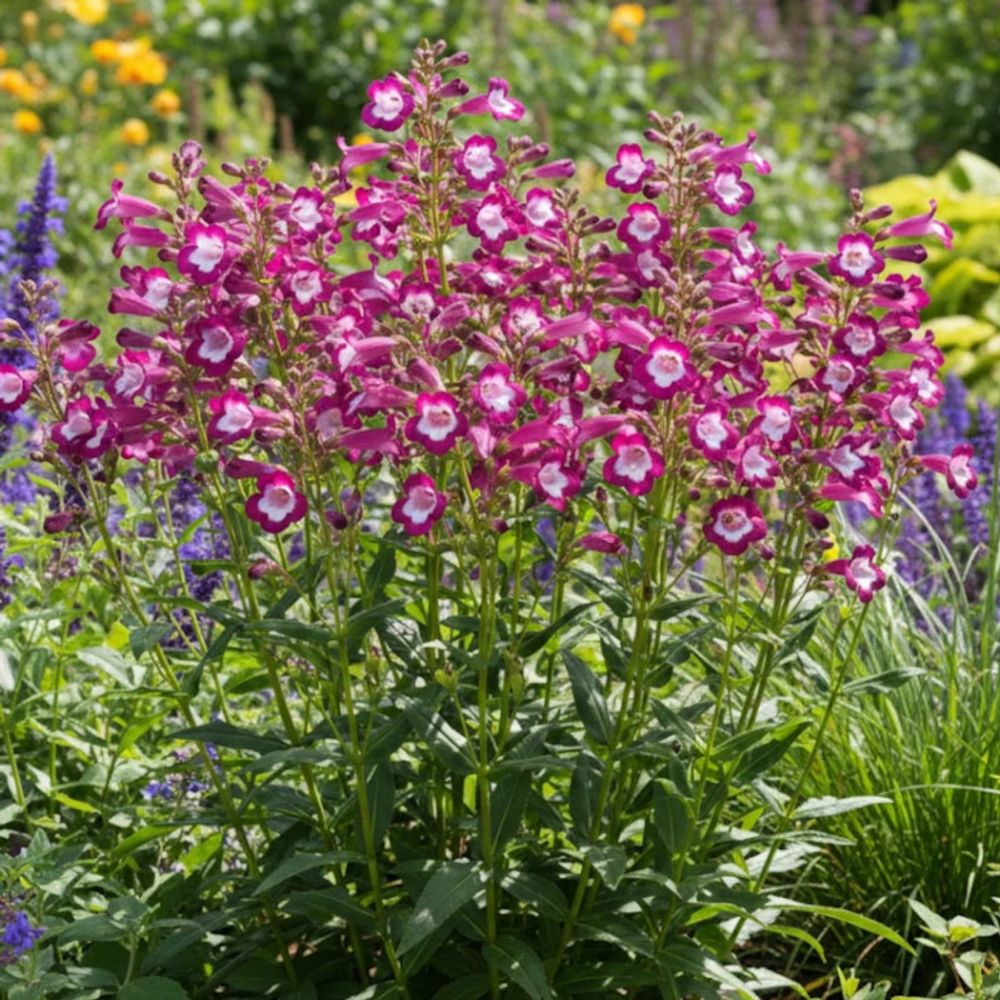 Penstemon gloire des quatre rues godet - 5/20 cm