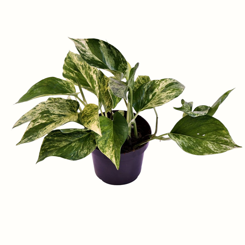 Epipremnum pinnatum marble queen - 25cm