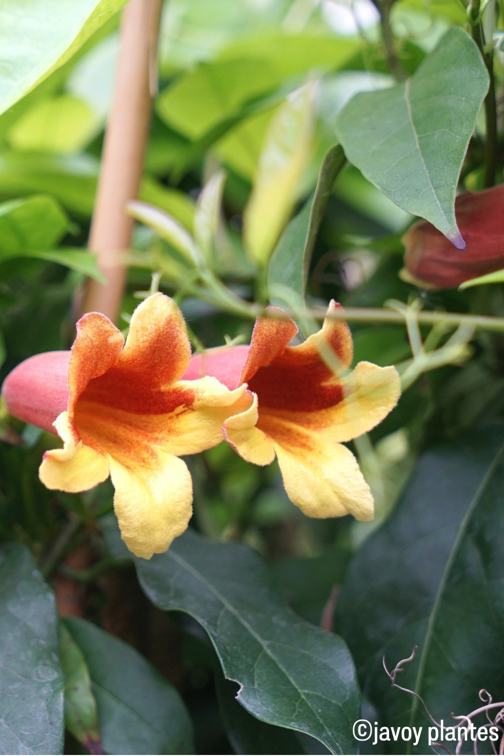 Bignone capreolata - en pot de 3 litres