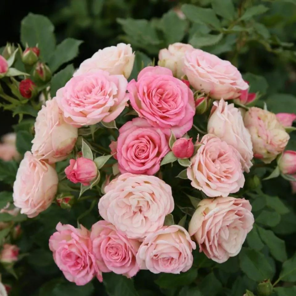 Rosier rose hybride de thé xenia floribunda - racines nues