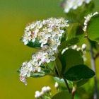 Aronie arbutifolia "brillant" (aronia arbutifolia) - godet 9cm