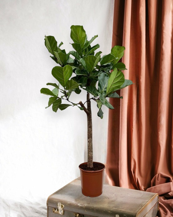 Ficus lyrata boom - 160 cm - ø30 160cm - plante d'intérieur