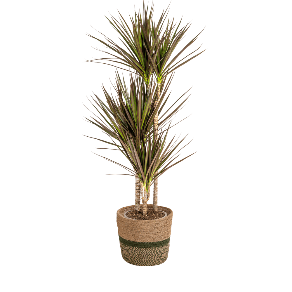 Dracaena marginata magenta avec cache-pot ø21cm - ↕110 - 130cm - plantes d'intérieur