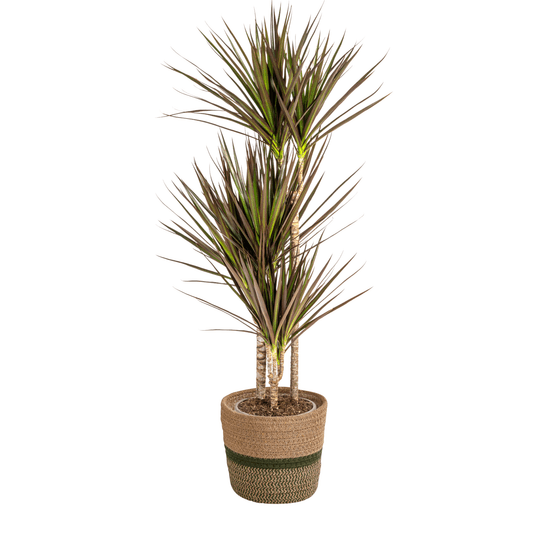Dracaena marginata magenta avec cache-pot ø21cm - ↕110 - 130cm - plantes d'intérieur