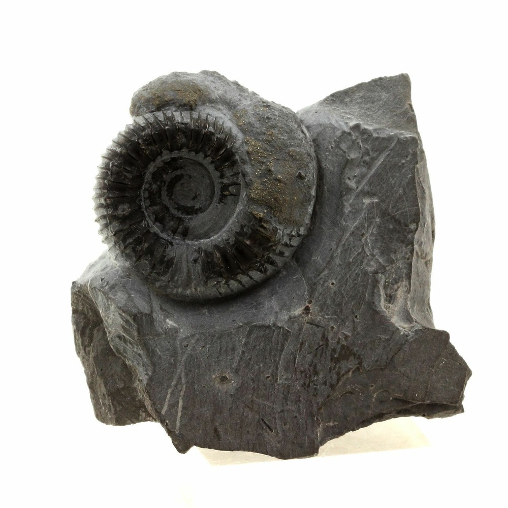 Ammonite pyritisée 423.0 carats