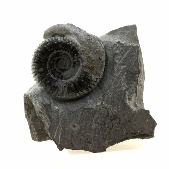 Ammonite pyritisée 423.0 carats