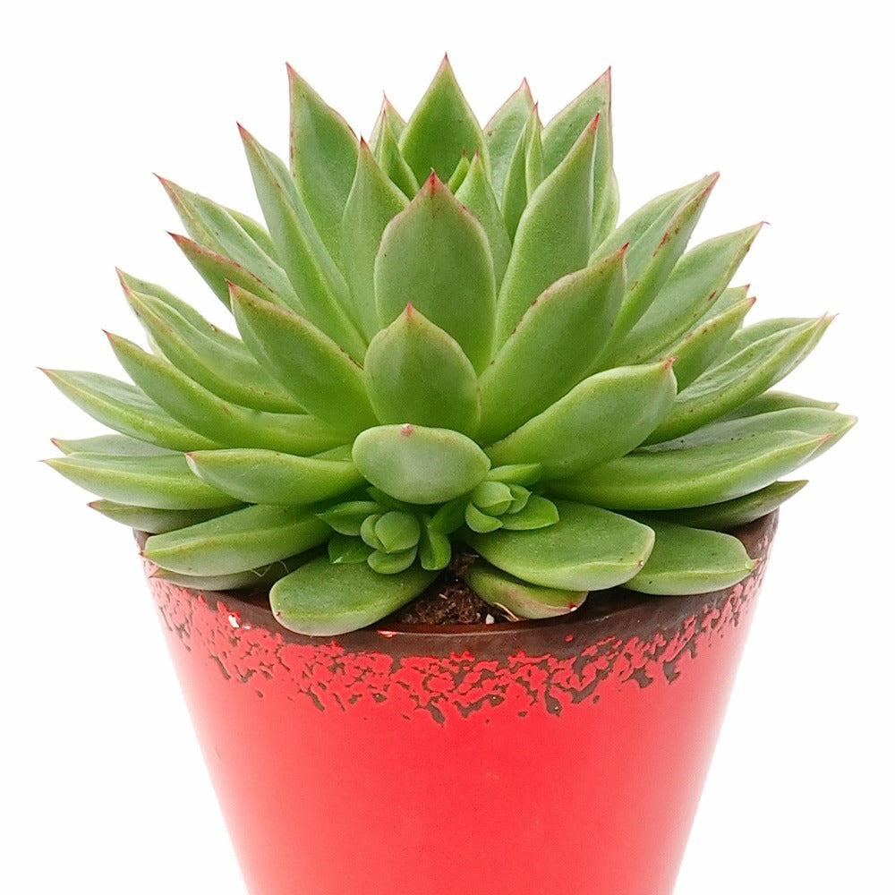 Echeveria agavoides - le pot / ø 12cm / hauteur livrée environ 5cm
