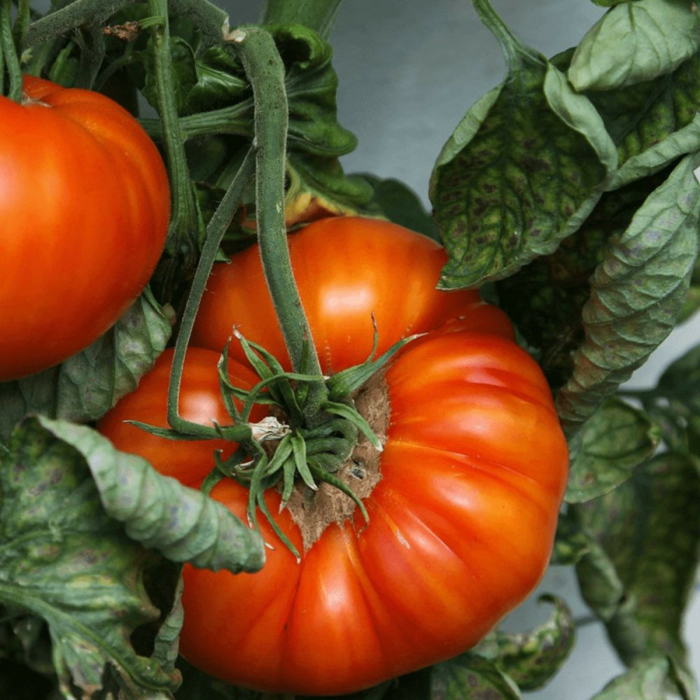 Plant de tomate marmedo type marmande godet