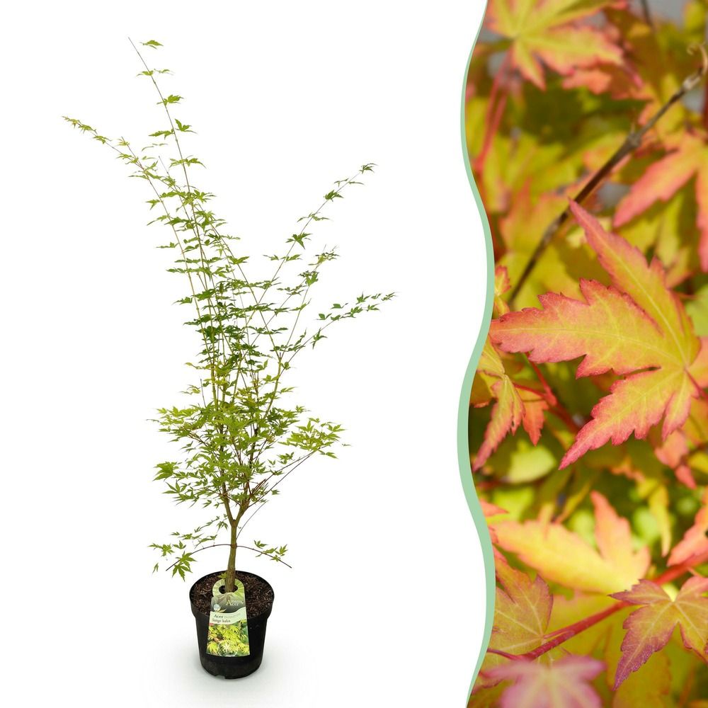 Érable du japon 'sangokaku' - pot 26 cm - hauteur 90 cm