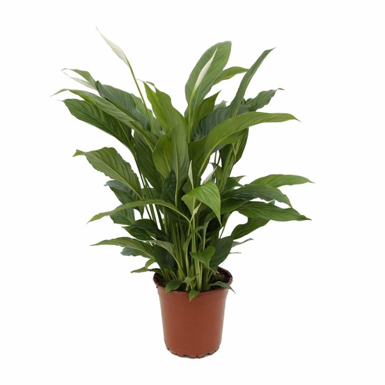 Spathiphyllum torelli p17 - h65 cm - ø17 cm