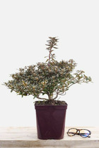 Rhododendron 'impeditum select' - en pot de 4 litres