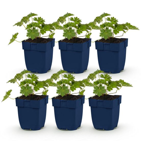 Géranium vivace 'rozanne' - lot de 6 - pot 11 cm - hauteur 25 cm - plante d'extérieur