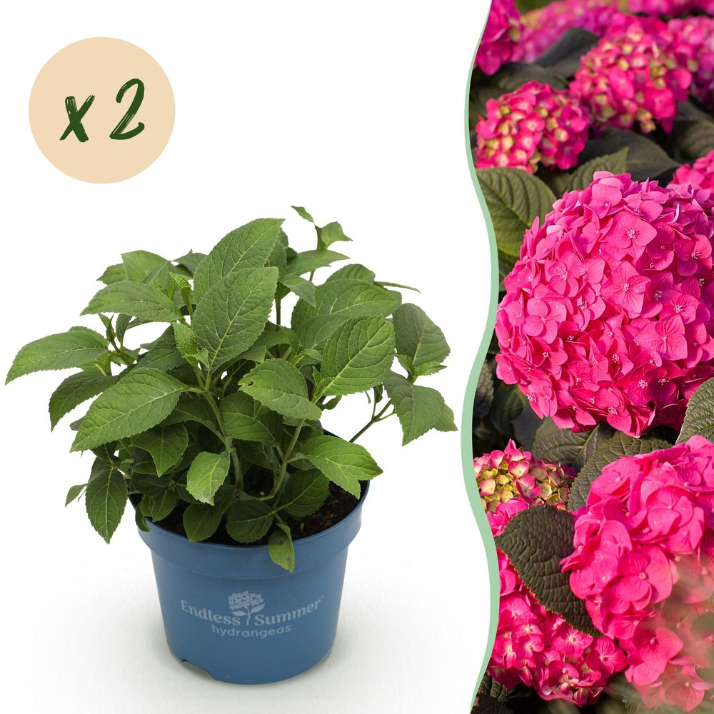 Hortensia - hydrangea 'endless summer' rouge - lot de 2 - ø14cm - ↕25cm - plante d’extérieur