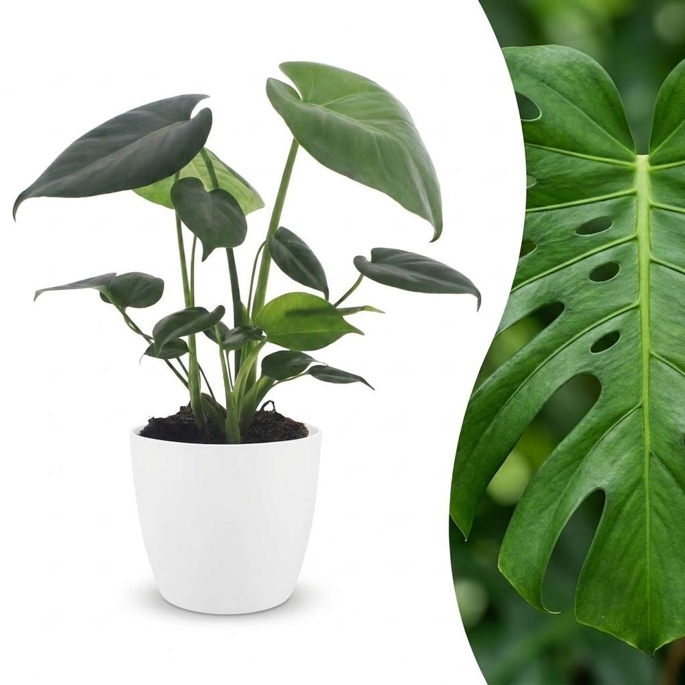 Monstera deliciosa - pot de 12cm