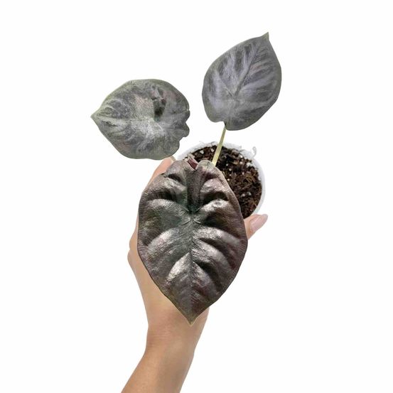 Alocasia infernalis 'black magic' - pot de 11cm - plantes d'intérieur