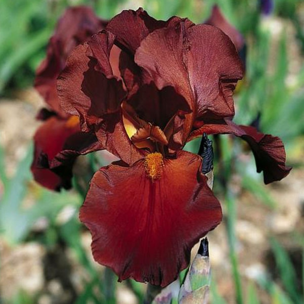 Iris des jardins 'vita fire' godet de 8/9 cm