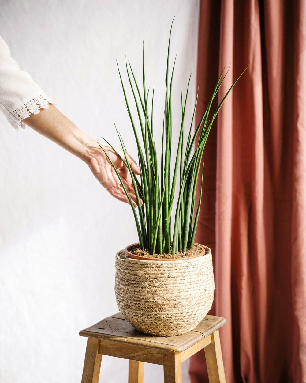Sansevieria mikado 80cm - plante d'intérieur