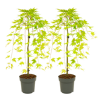 Acer palmatum 'cascade gold' - lot de 2 - erable japonais - rustique - hauteur 80-90cm - pot 19cm