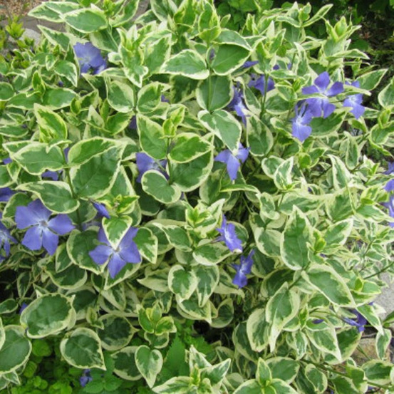 Pervenche panachée godet - 5/20 cm