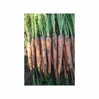 Graines de carotte de colmar à coeur rouge 2 - ecocert fr-bio-01