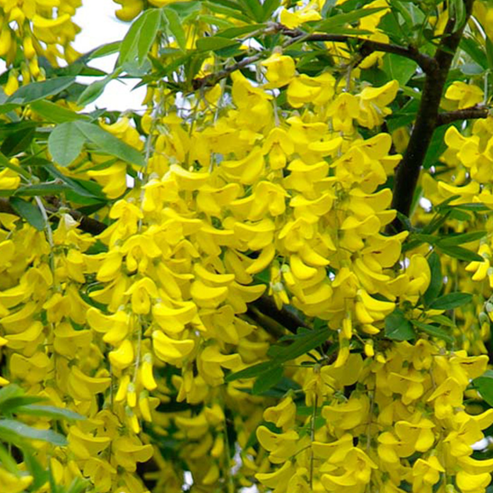 2 x cytise commun - laburnum anagyroides - 50-60 cm pot
