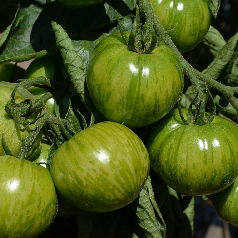 3 plants de tomate green zebra - les 3 plants / ø 10.5cm
