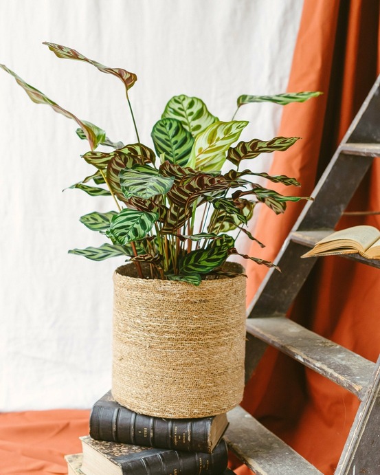 Calathea makoyana