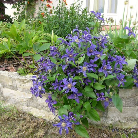 Clématite saphyra® indigo 'cleminov 51' pot de 3l - echelle bambou 60/120 cm