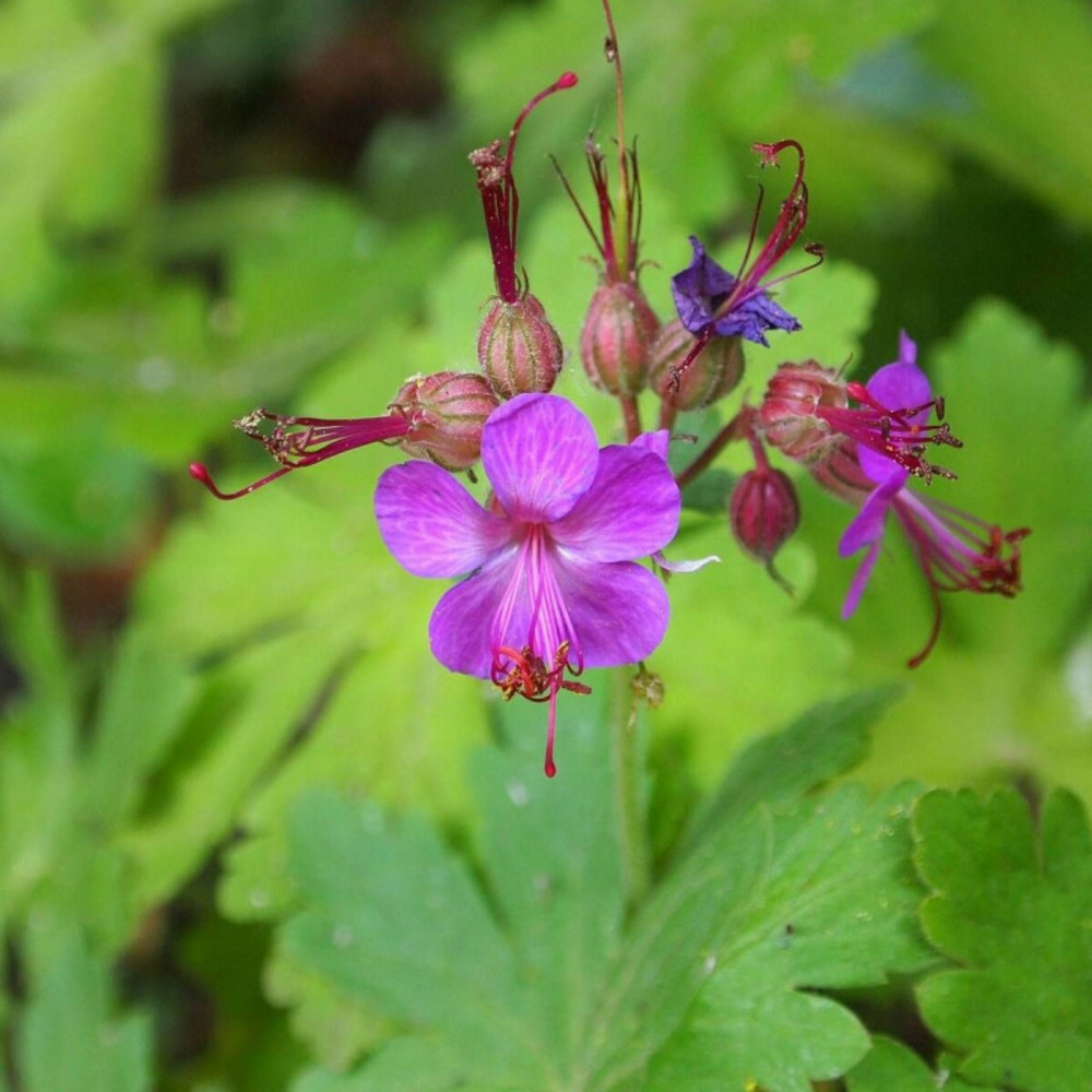 Géranium vivace macrorrhizum lot de 3 godets