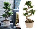 Ficus ginseng forme de s -  bonsaï japonais - pot 20cm - hauteur 55-65cm