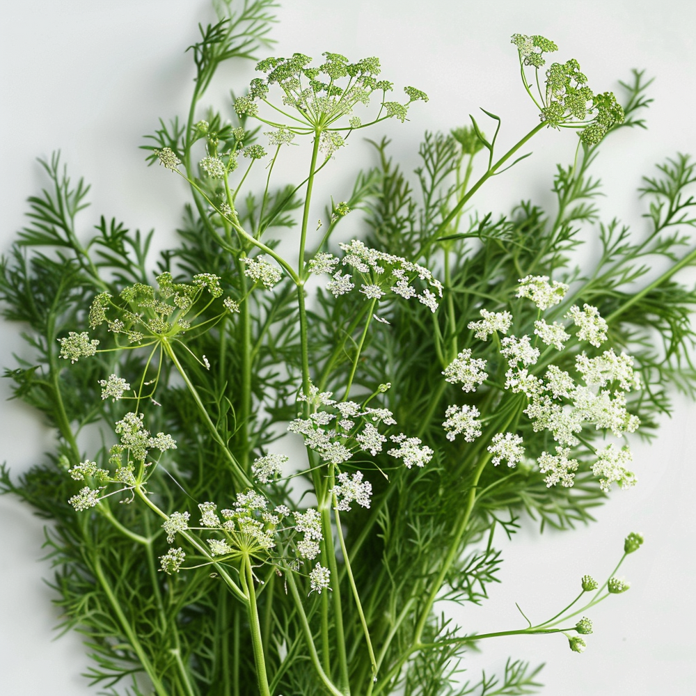 200 graines d'anis vert - semisauvage permaculture