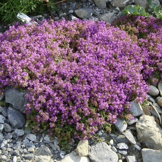 Thym serpolet - prêt à consommer pot de 1,5l - 10/20 cm