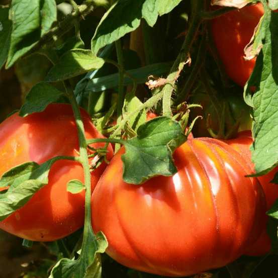 Plant de tomate liguria type coeur de boeuf godet