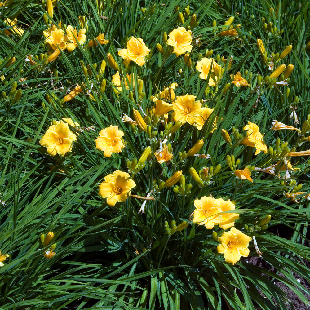 Lot de 3 - hémérocalles stella d'oro - hémérocalles - hauteur 10-20 cm - pot 9x9 cm