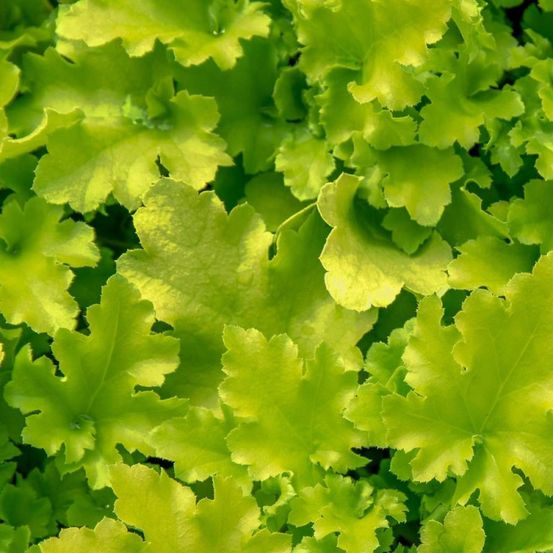 Heuchere citronnelle godet - 5/20 cm