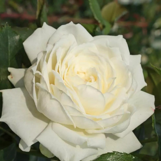 Rosier grimpant blanc alaska/ future - racines nues