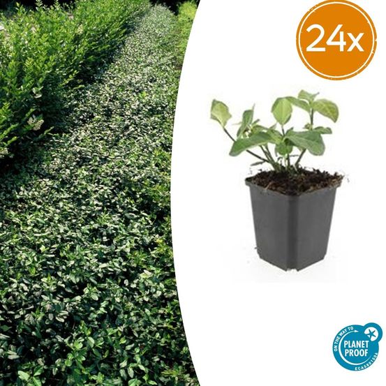 Lot de 24 - euonymus fort. 'dart's blanket' - h10-25 cm
