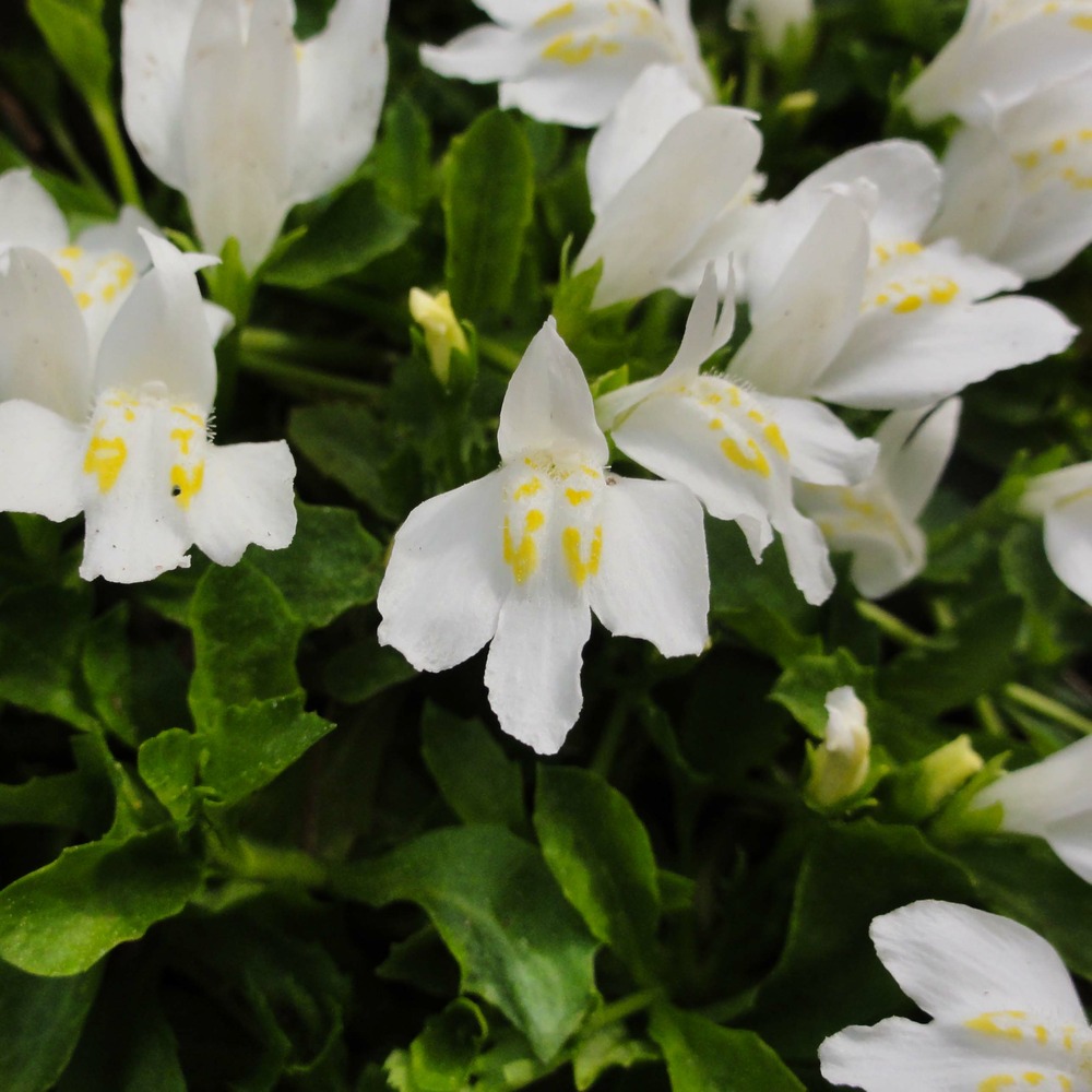 Mazus reptans 'alba' godet de 8/9 cm
