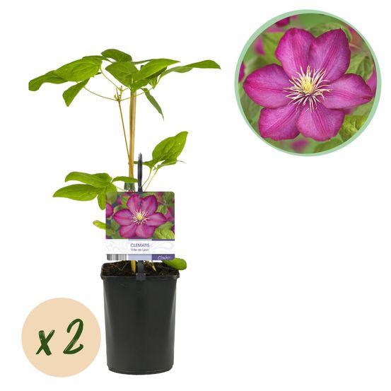Lot de 2 - clematis ville de lyon - fleur rose - pot 11cm hauteur 40cm