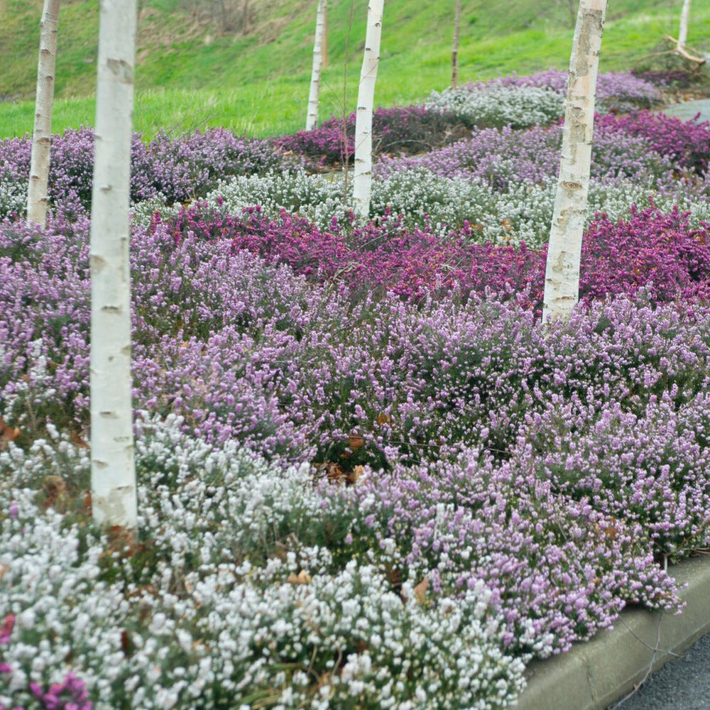 6 bruyères d'hiver en mélange - les 6 pots / ø 9cm