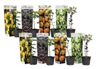 Medi mix - set de 8 - arbres fruitiers méditerranéen - pot 9cm - hauteur 25-40cm